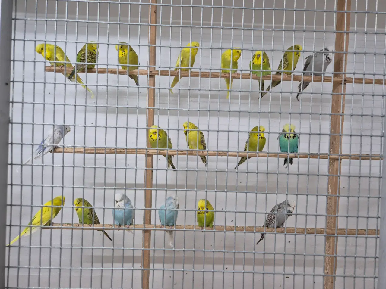 Billede 2 - Flotte engelske undulater.