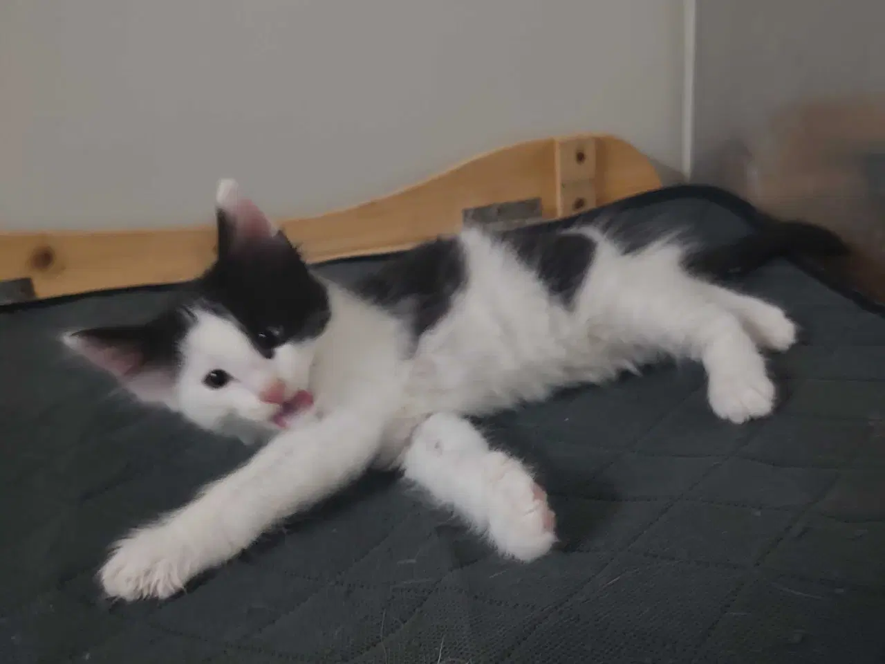 Billede 2 - Norsk skovkat