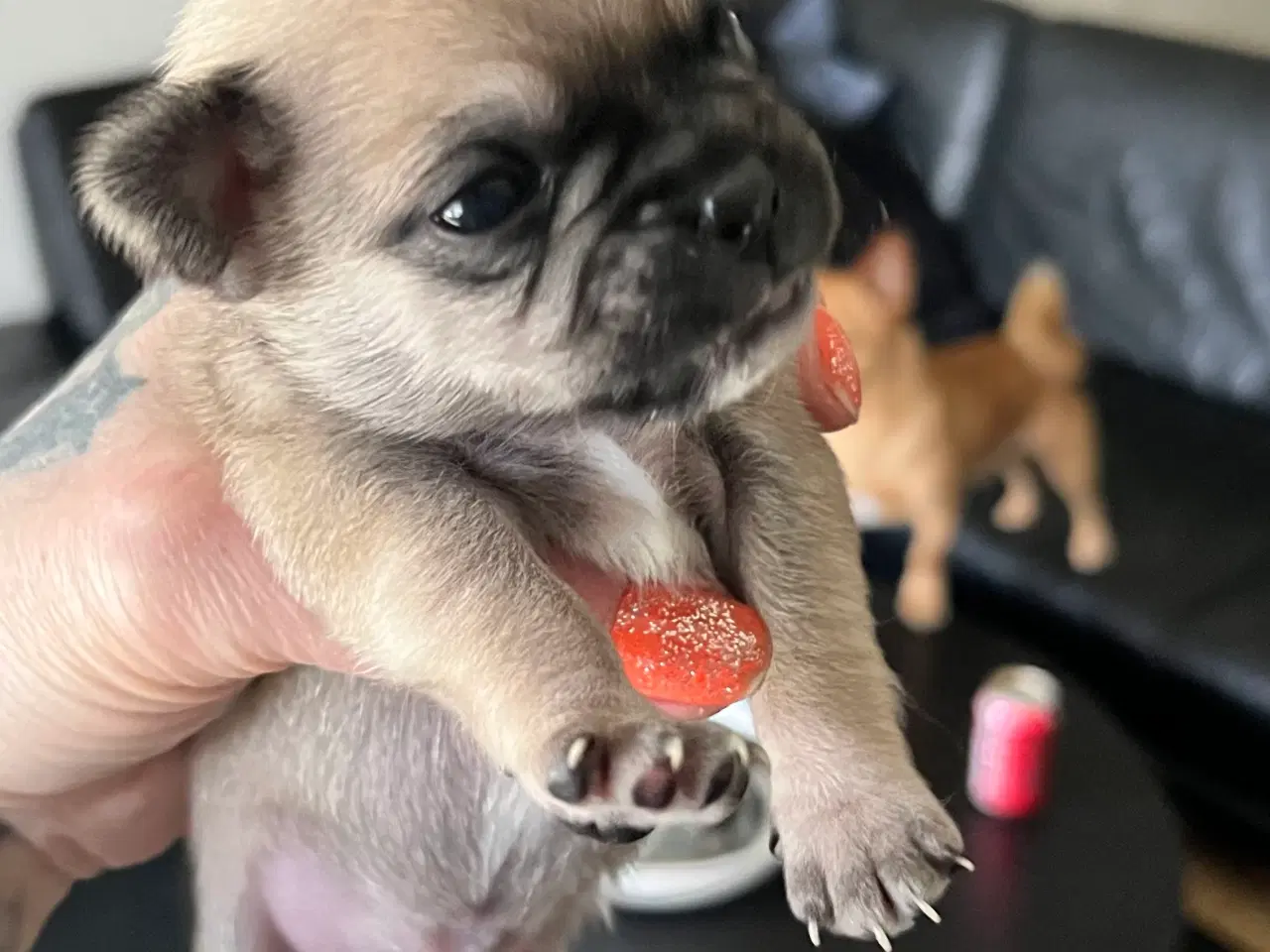 Billede 6 - Mops og malteser blanding 