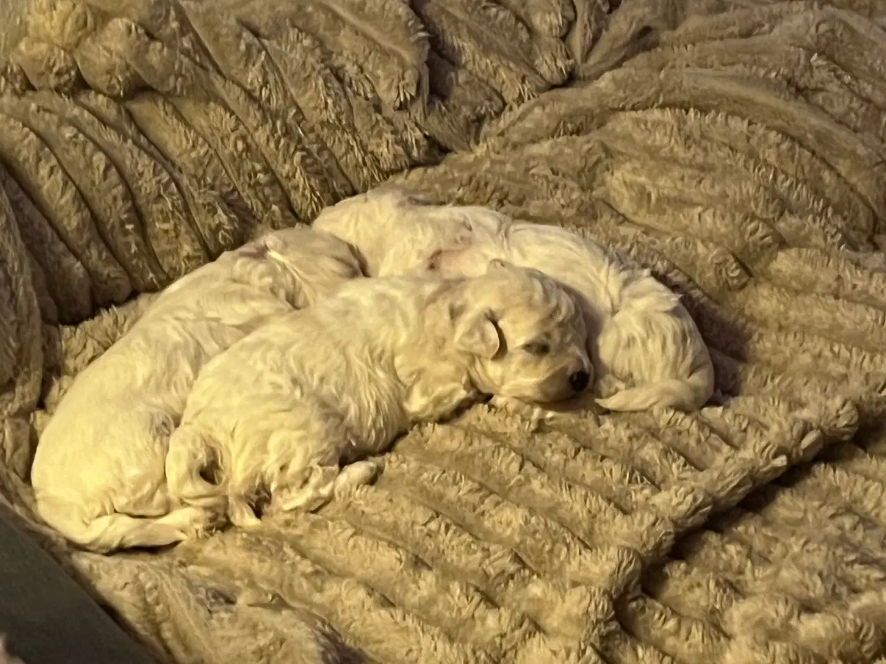 Billede 10 - Havachon hvalpe 🐶