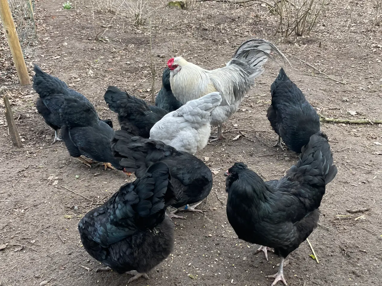 Billede 4 - Engelsk Araucana rugeæg