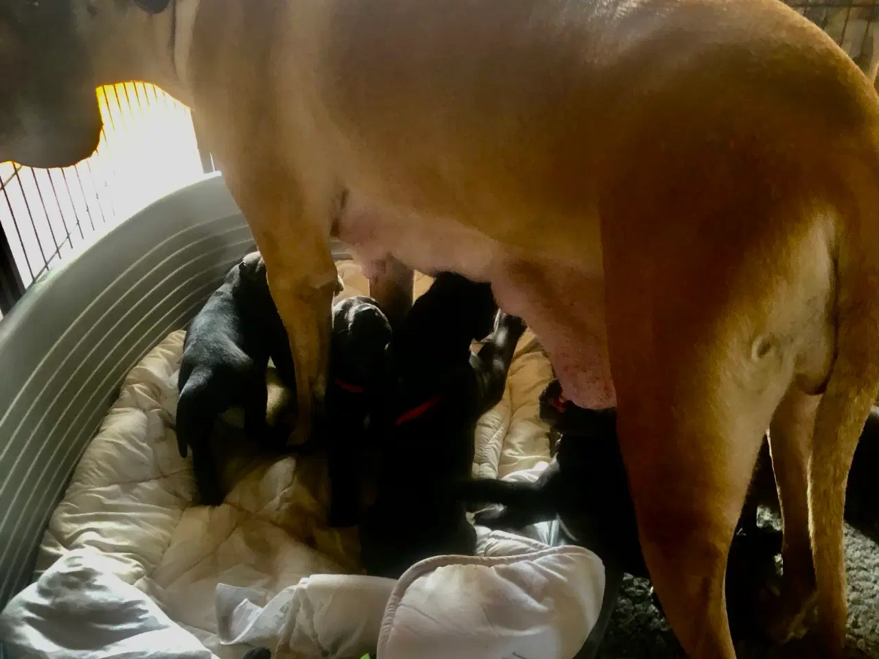 Billede 3 - Grand Danois hvalpe