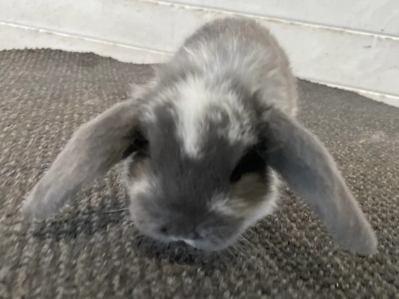 Billede 7 - FRANSK VÆDDER HUN BLÅ KAPPETEGNET