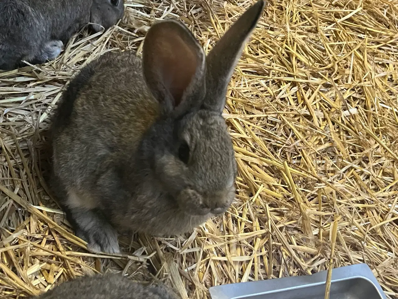 Billede 1 - Belgisk kæmpe