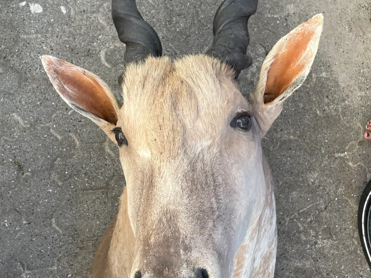 Billede 1 - Trofæ - hovedmonteret Eland