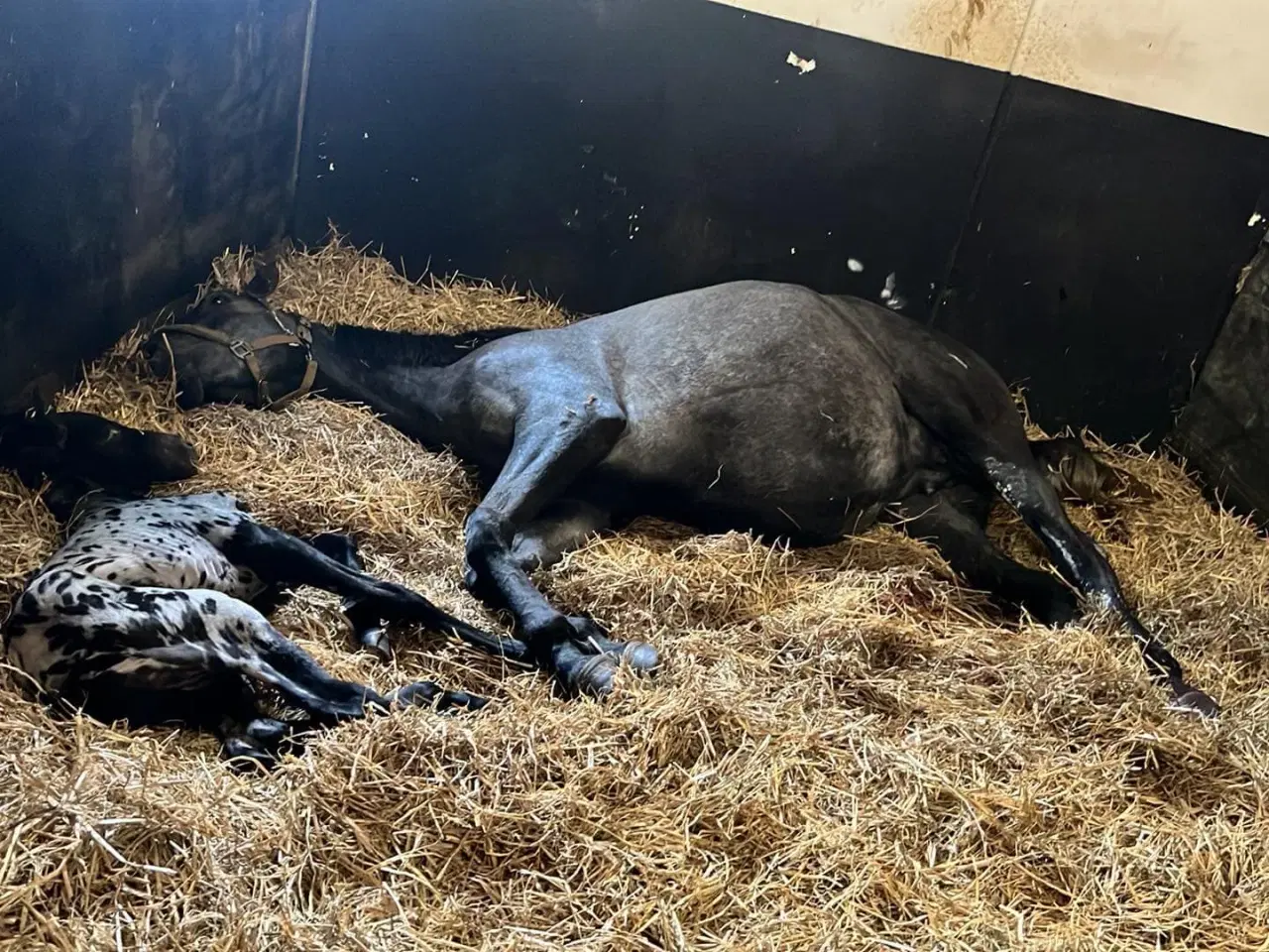 Billede 10 - Smuk Knabstrup blanding 🩵