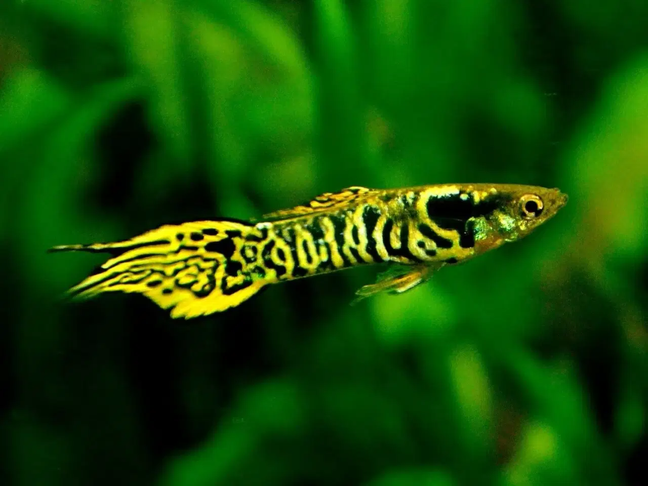 Billede 1 - Renstammede Tiger Endler Guppy