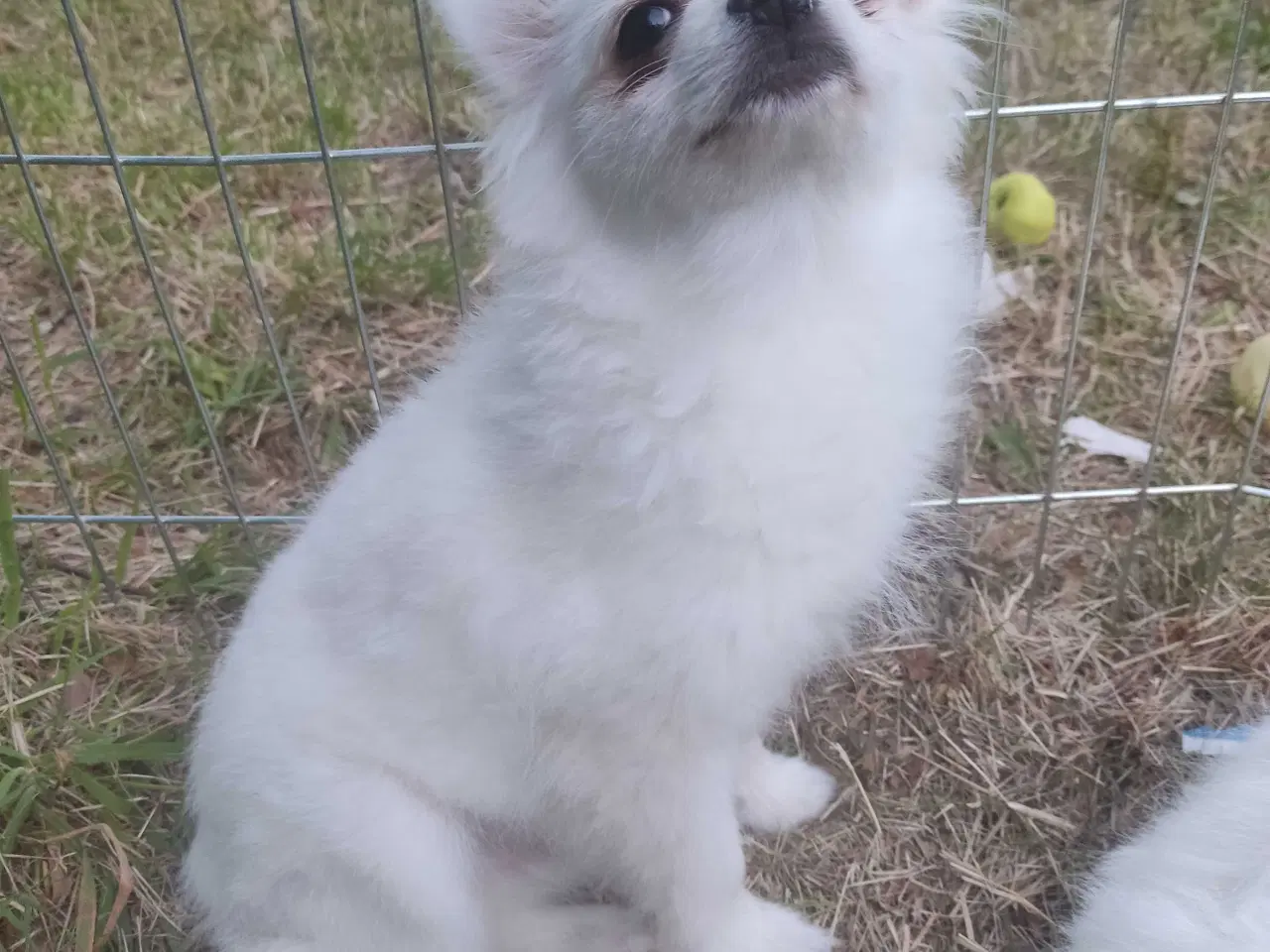 Billede 6 - Mini Pomeranian 