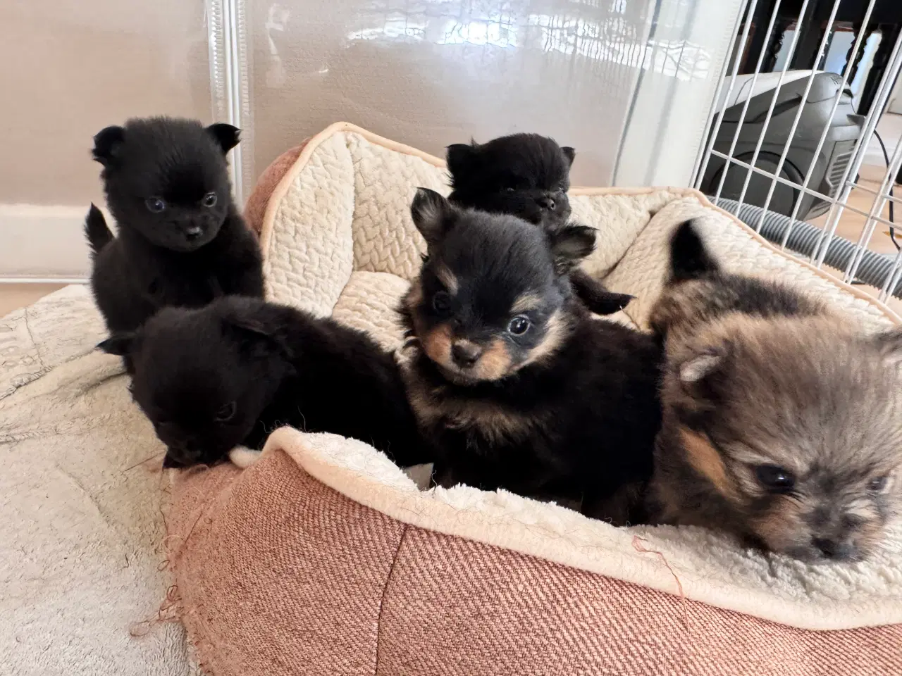 Billede 6 - Pomchi hvalpe 