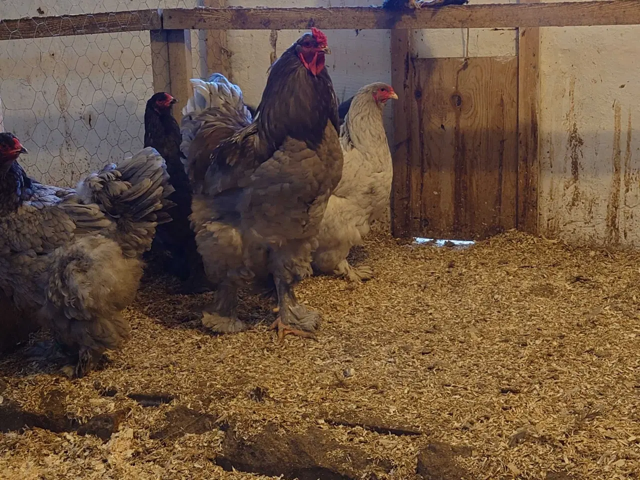 Billede 1 - Blå Brahma kyllinger 