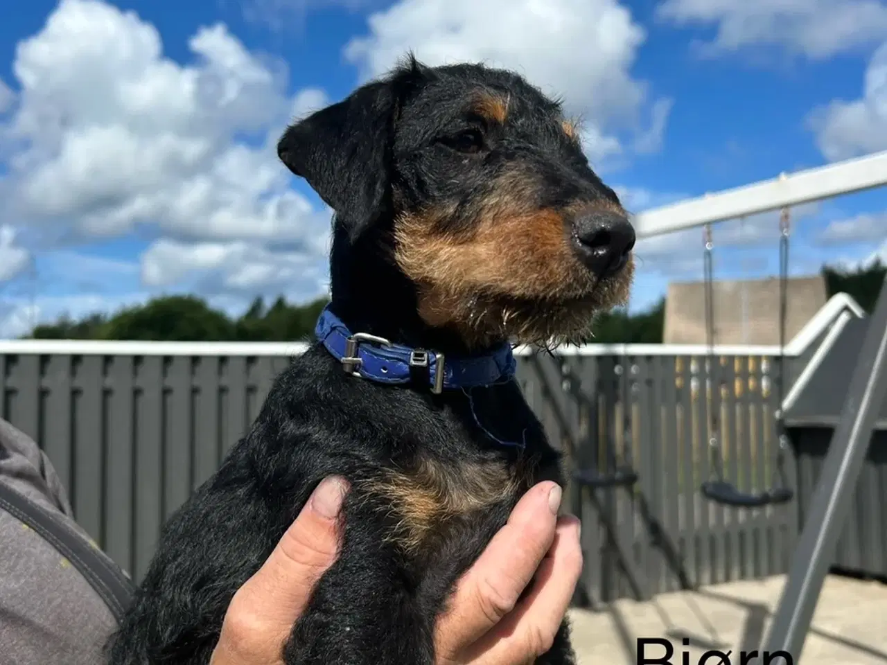 Billede 4 - Tysk jagtterrier hvalpe