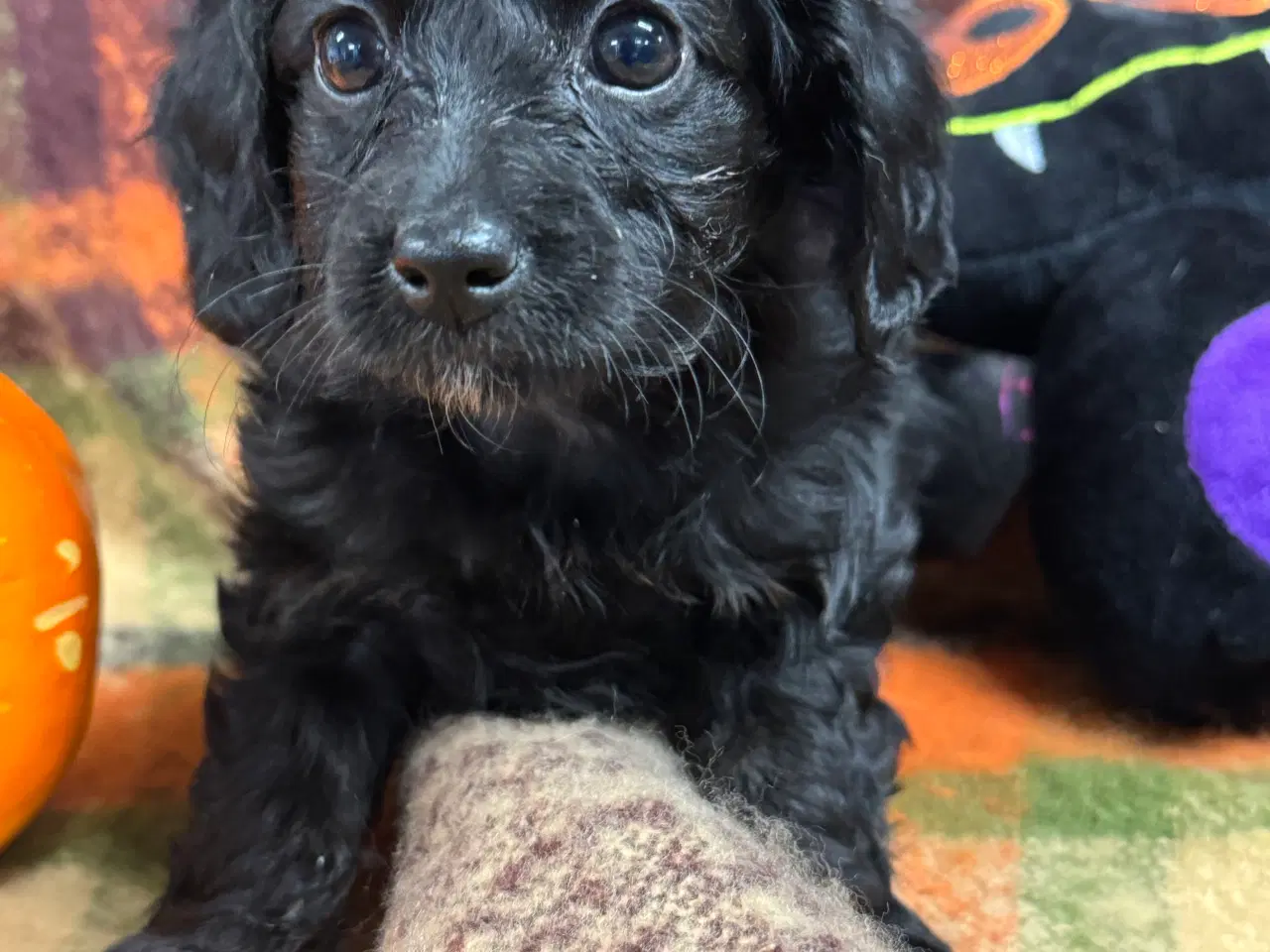 Billede 6 - ✨🐾 Engelske Cockapoo hvalpe søger nye hjem 