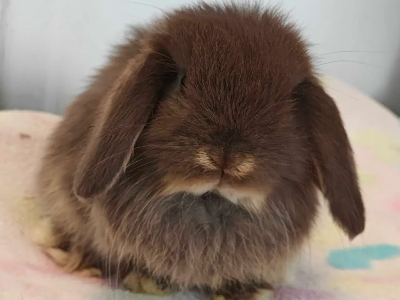 Billede 16 - Minilop