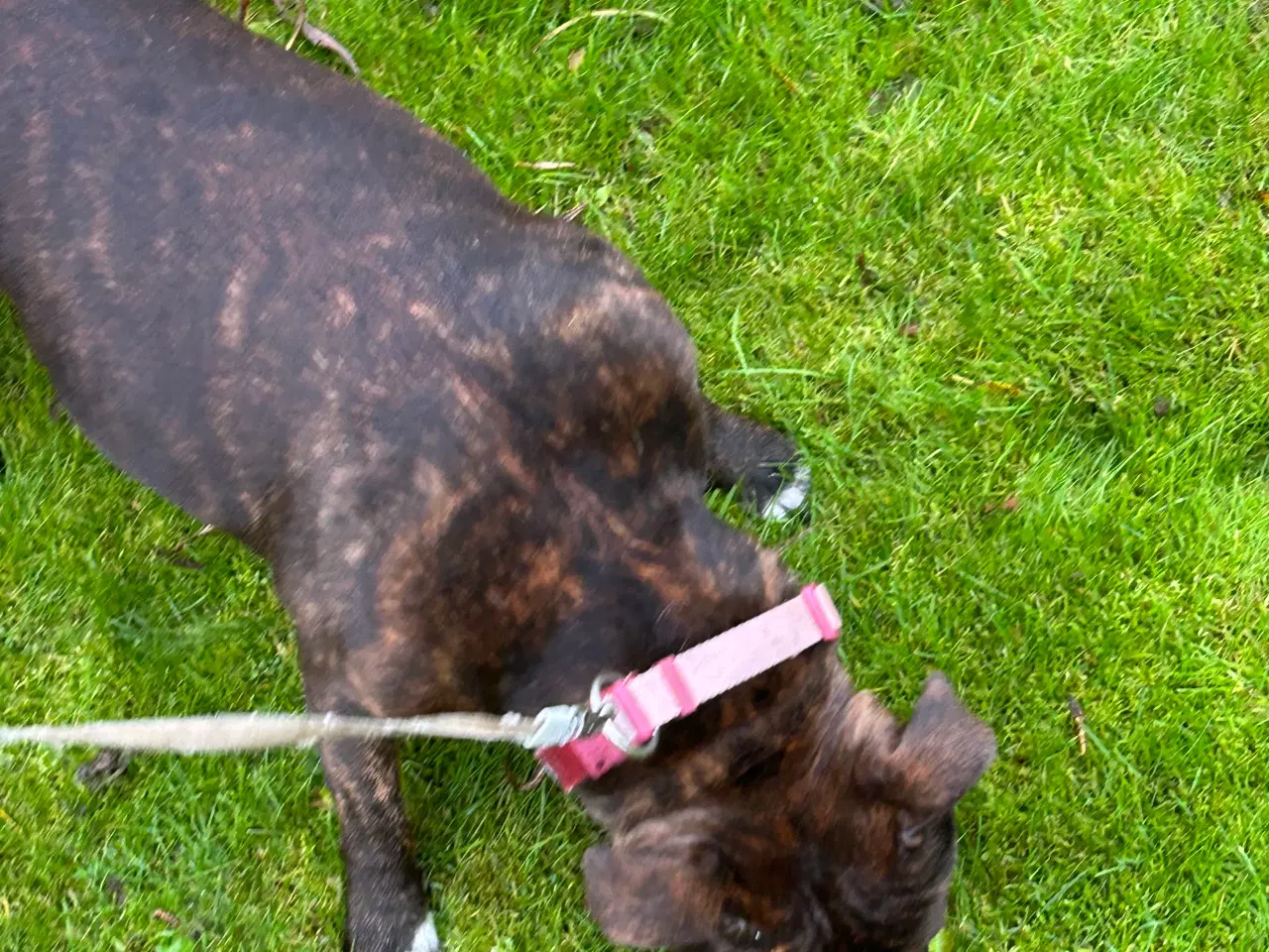 Billede 2 - Staffordshire Bull Terrier