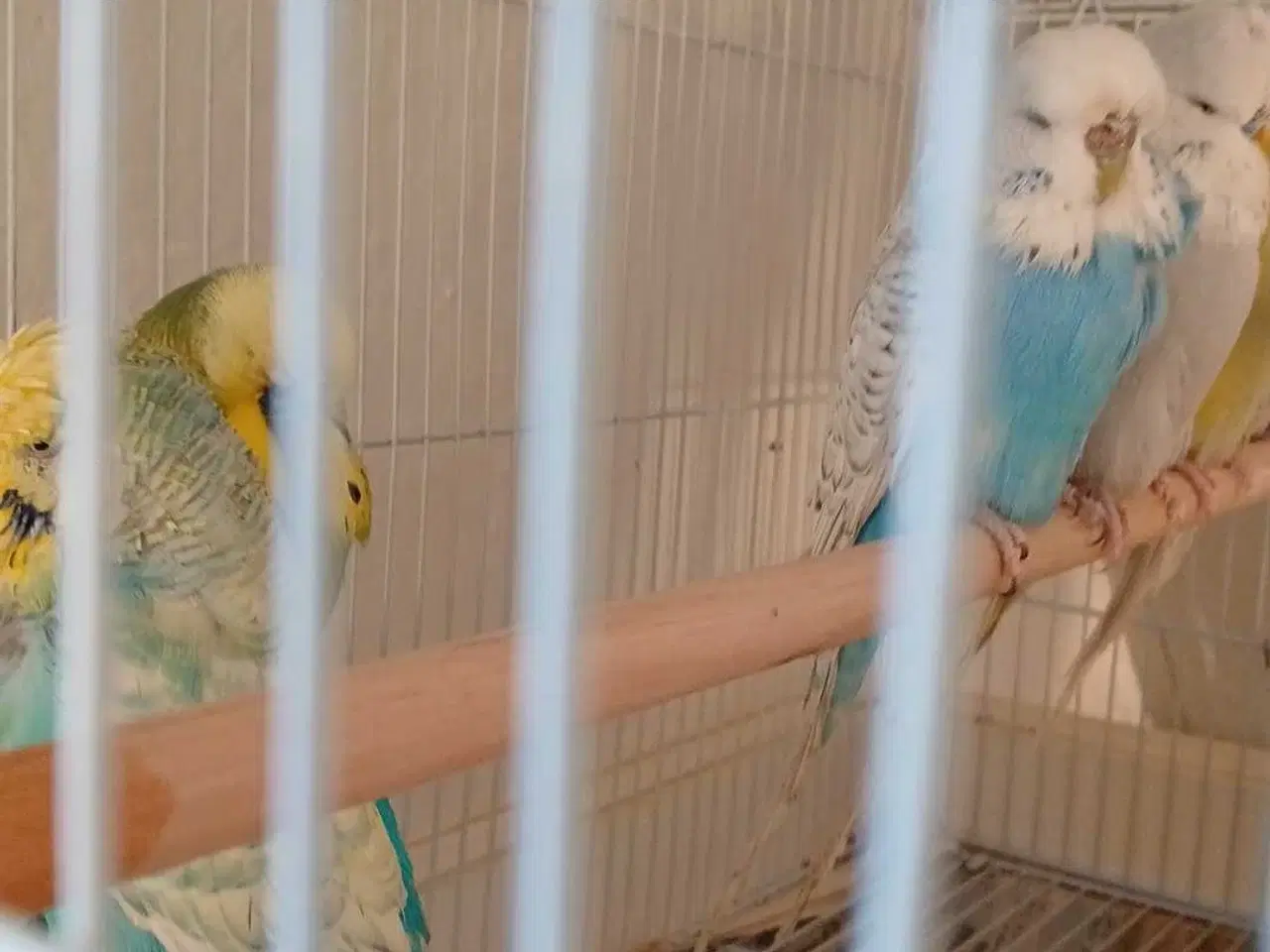 Billede 15 - Engelske undulater 