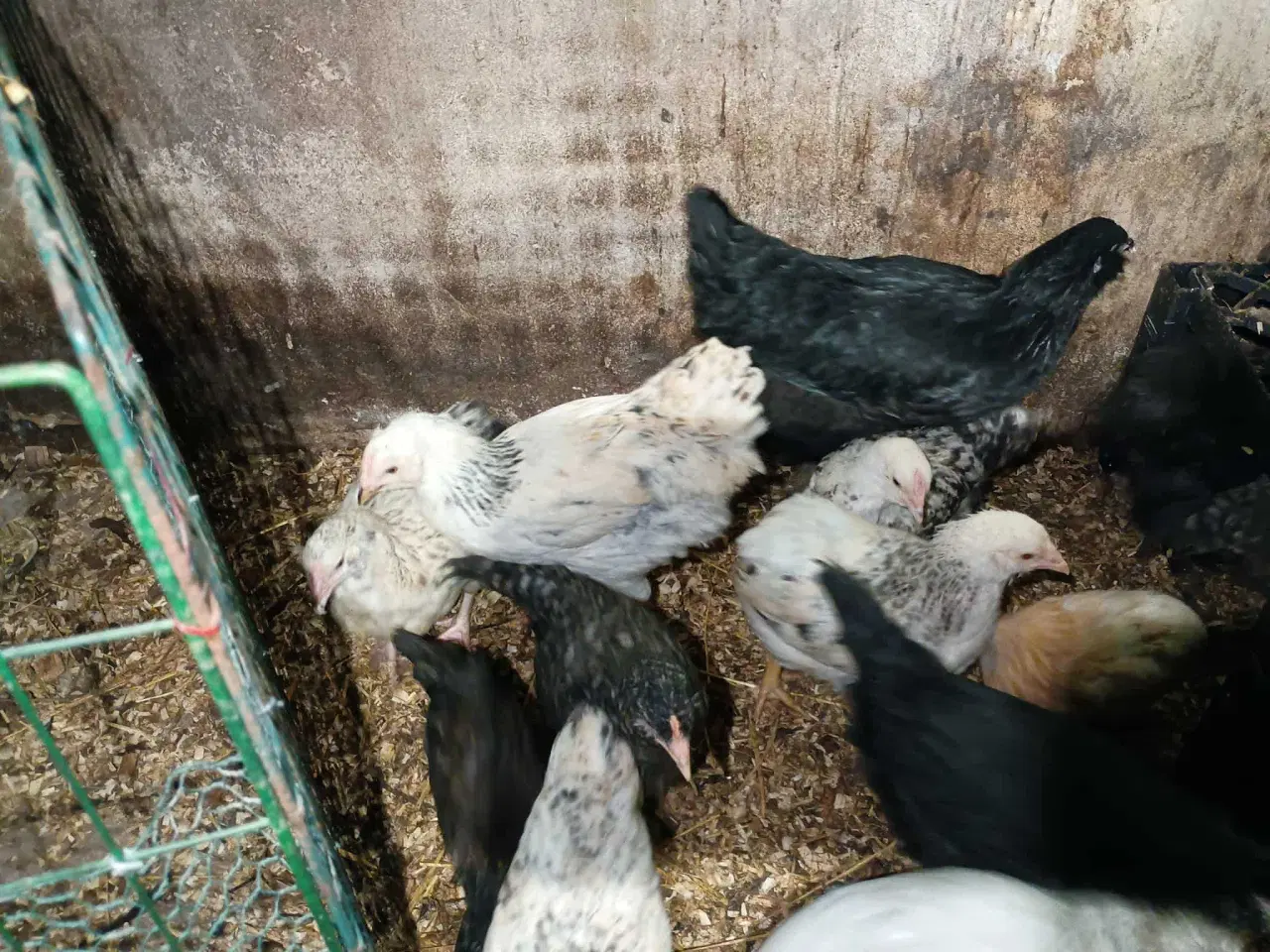 Billede 18 - Blænding race  Varmefri kyllinger  for Multi farve