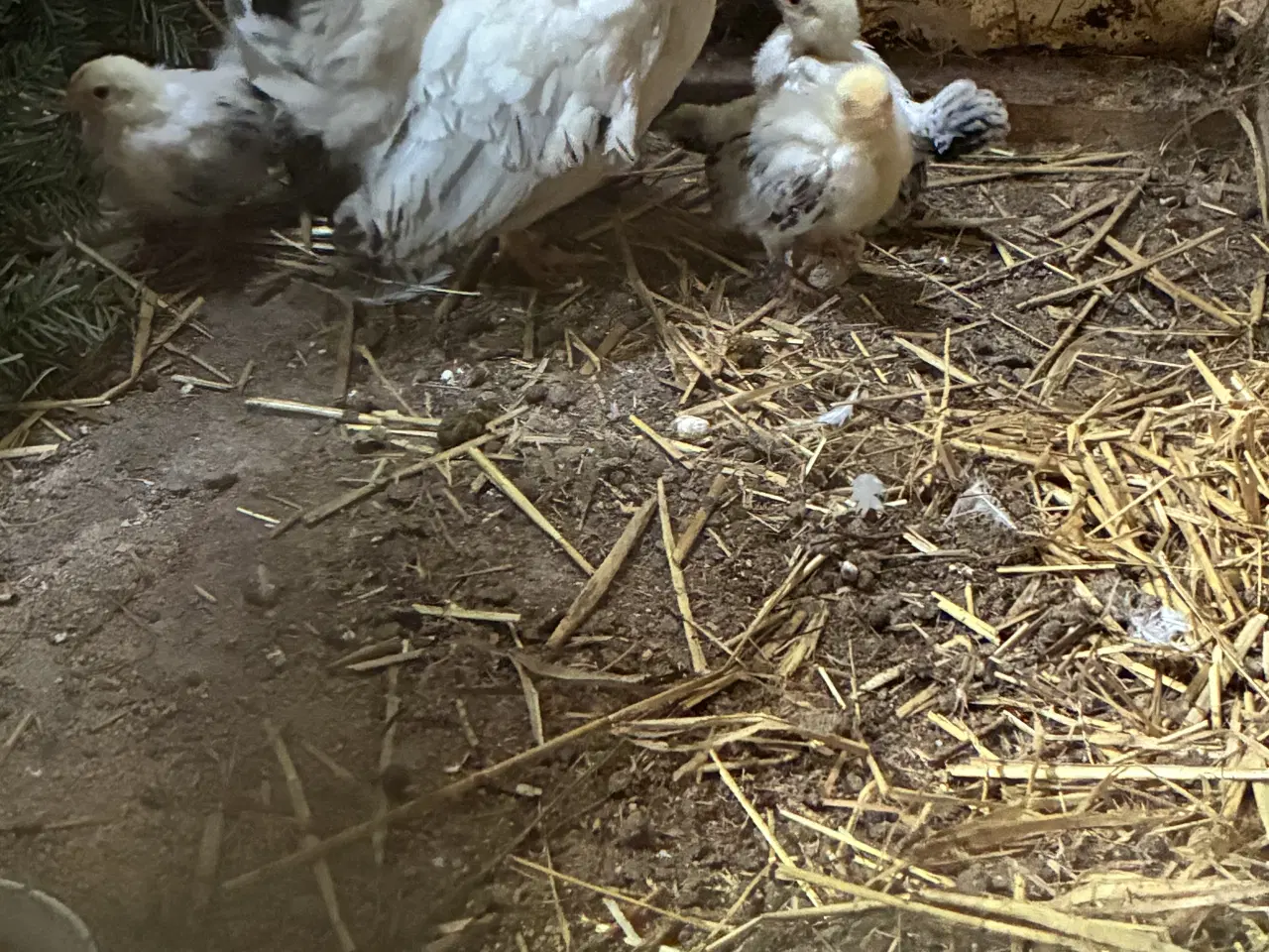 Billede 2 - Dværg høne  