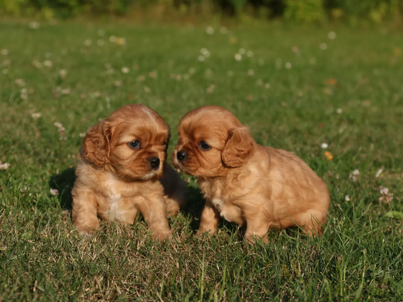 Billede 13 - cavalier king charles spaniel