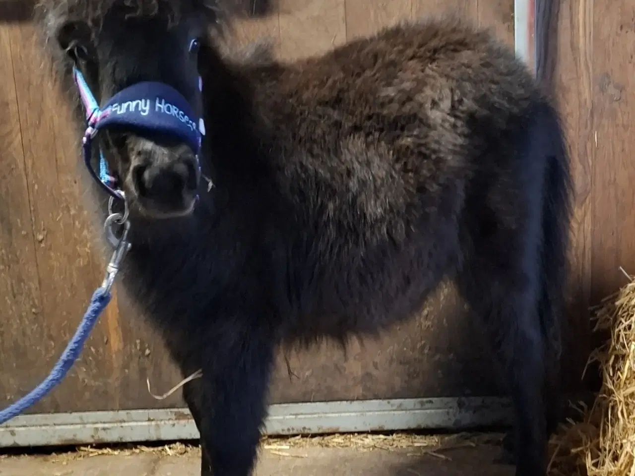 Billede 6 - Sødeste Miniature hoppeføl