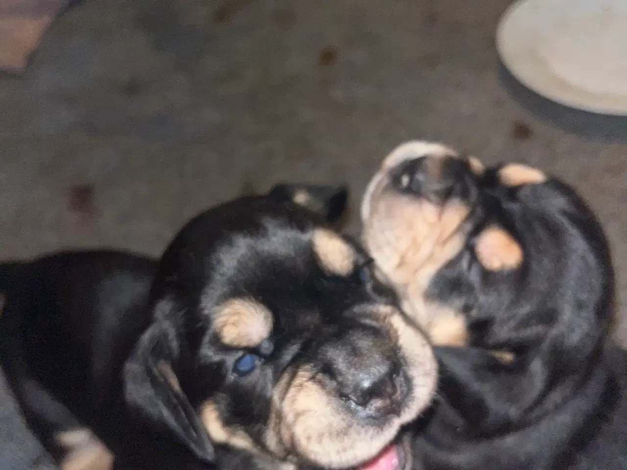 Billede 4 - Engelsk Cocker spaniel og engelsk bulldog blanding