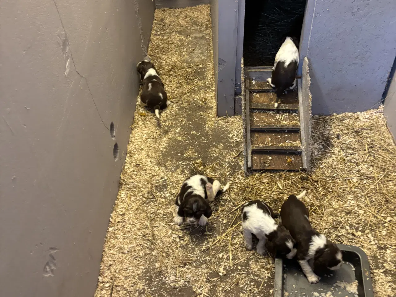 Billede 1 - Engelsk Springer Spaniel