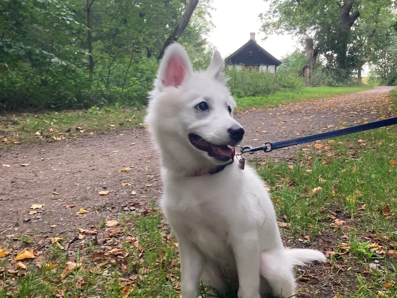 Billede 2 - Dansk Spids hvalp sælges