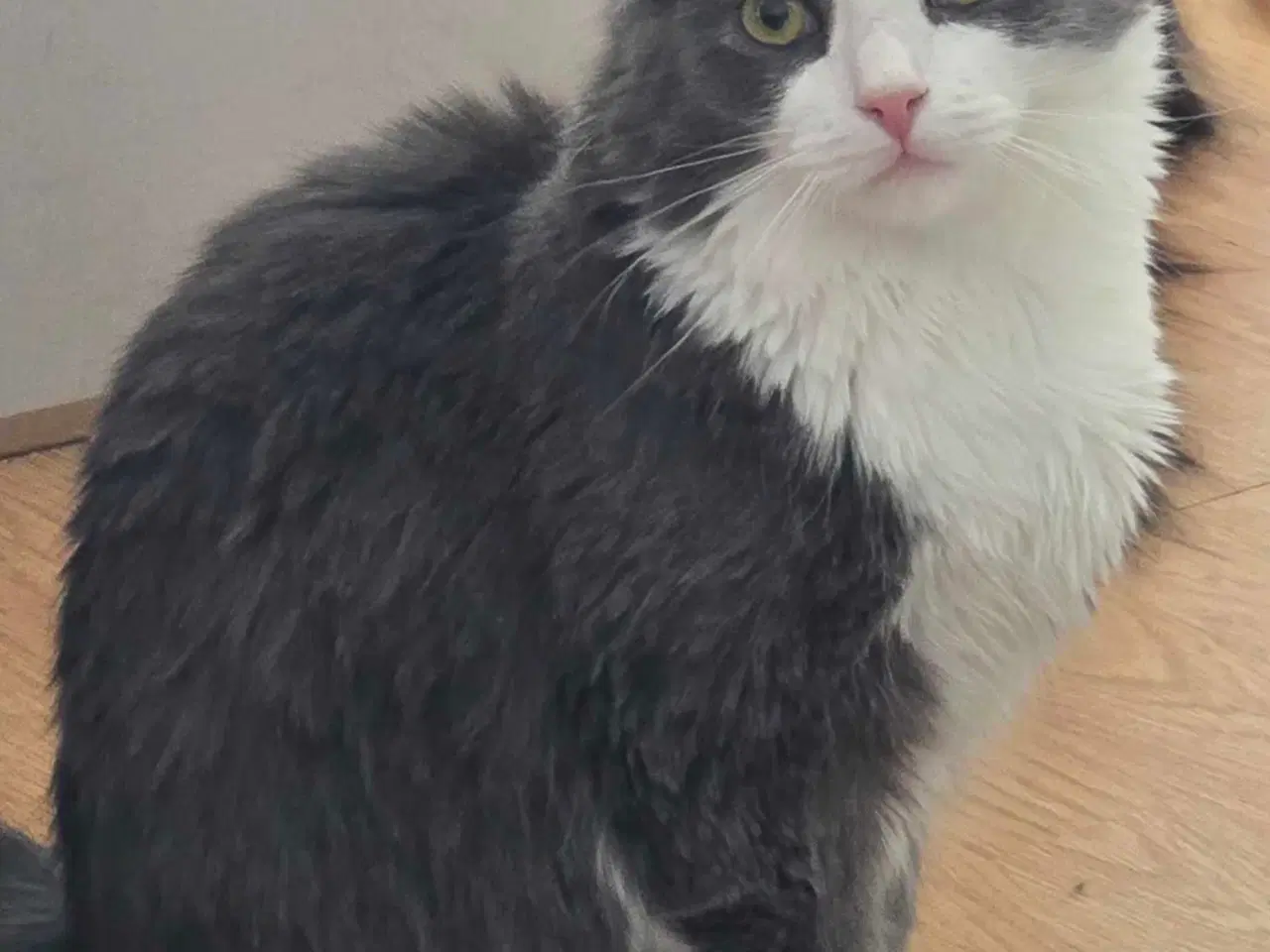 Billede 1 - Maine coon han og hun kat 