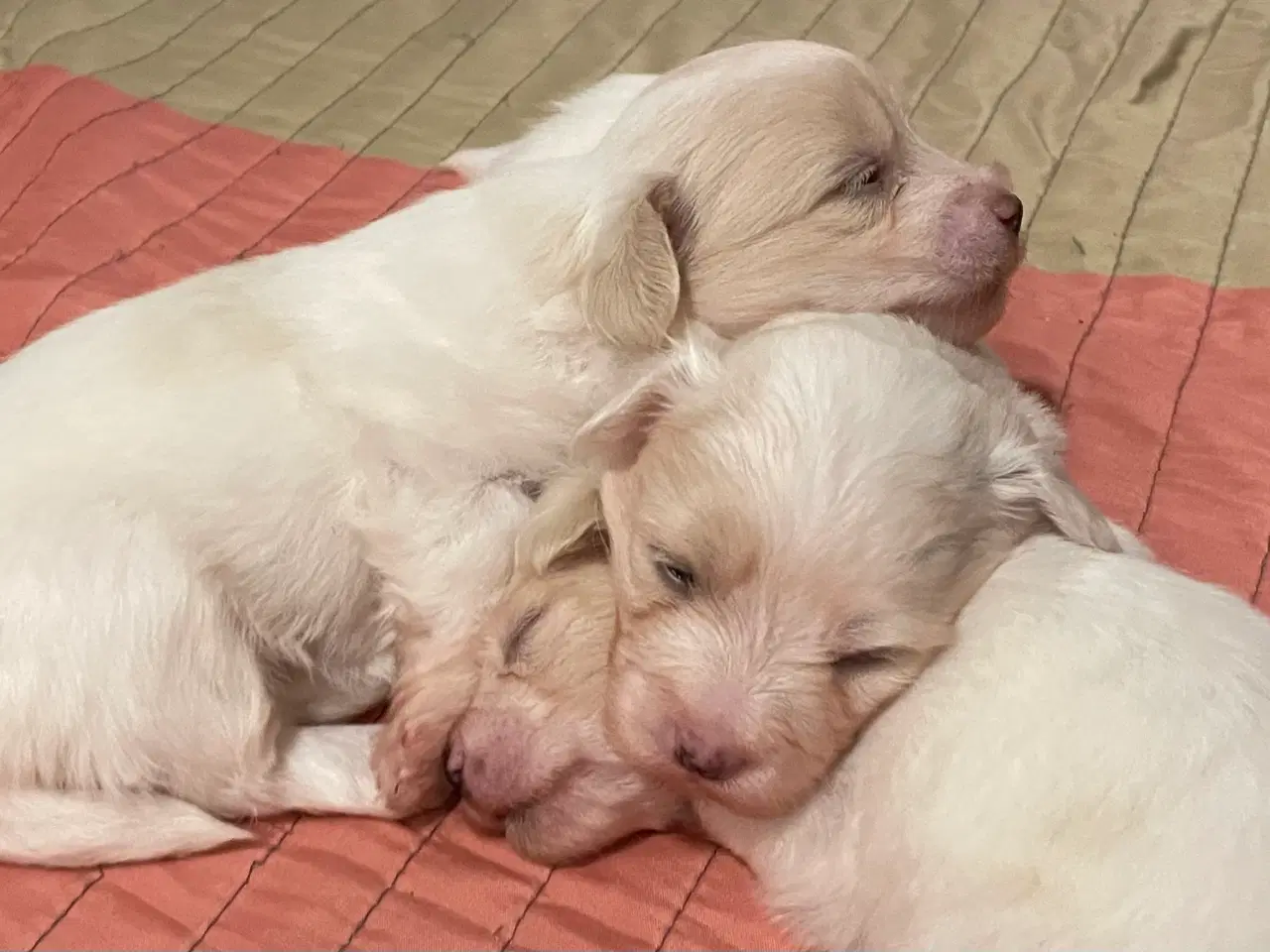 Billede 2 - Coton de tulear/bomuldshunde