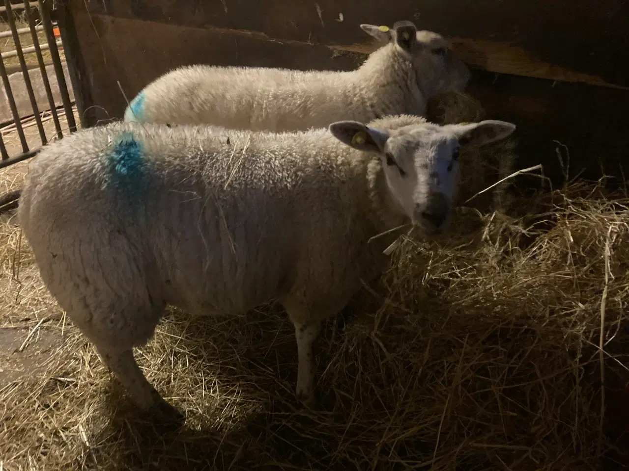Billede 1 - Gimmerlam texel/suffolk