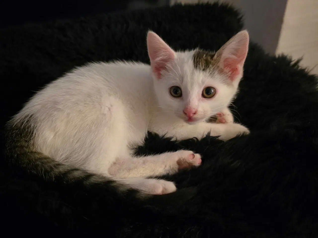 Billede 1 - Fræk og legesyg kattekilling