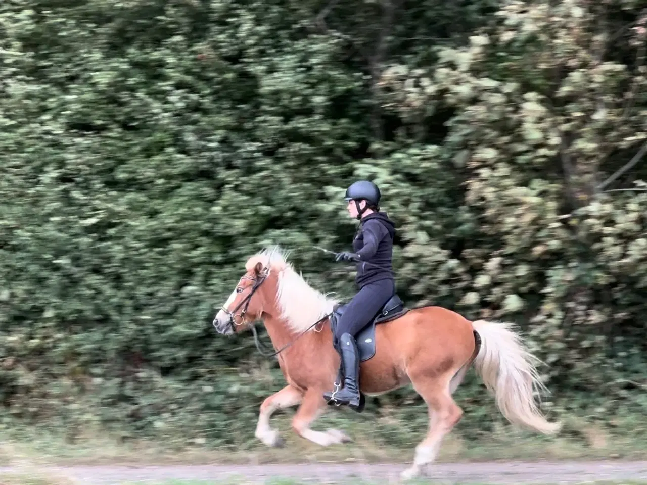 Billede 4 - Sød og ukompliceret unghest