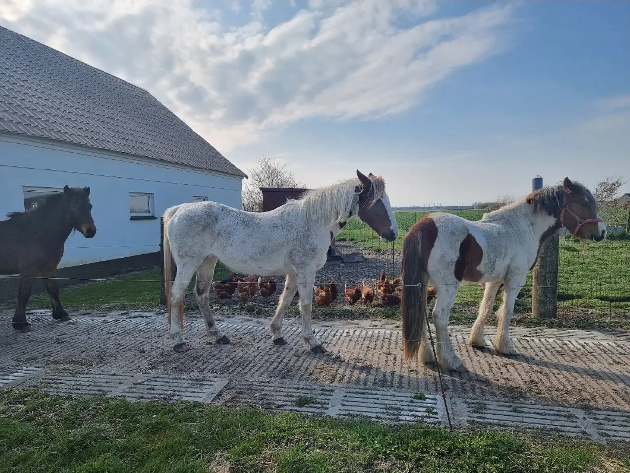 Billede 8 - Flot blanding på god størrelse 