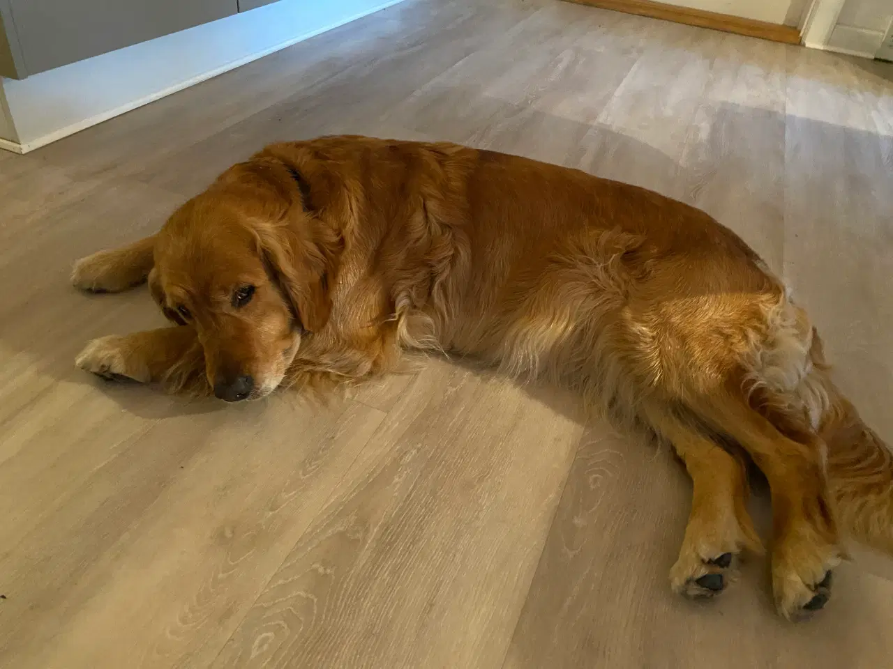 Billede 1 - Golden Retriever hvalpe