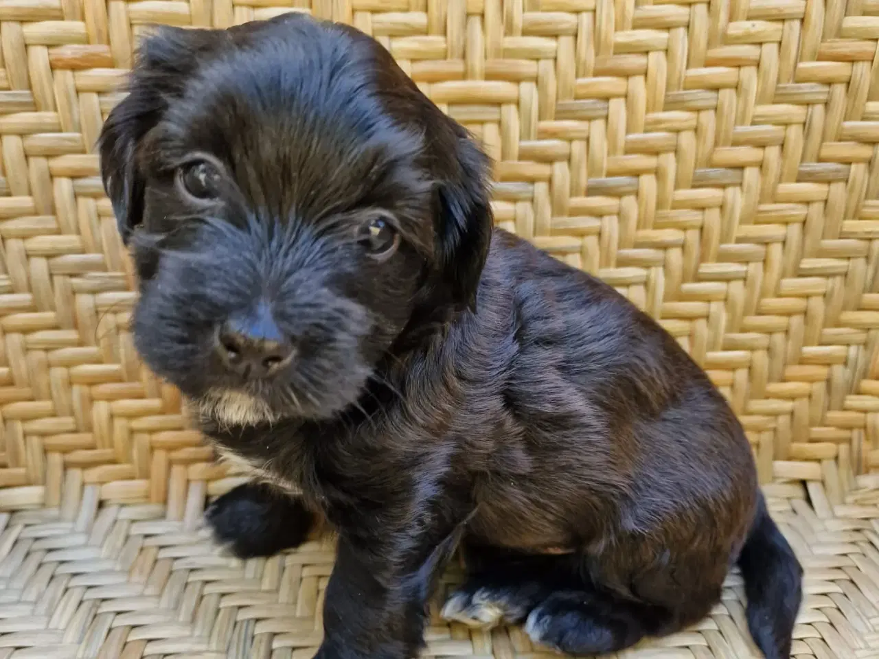 Billede 5 - Bichon Havanais hvalpe med DKK stamtavle