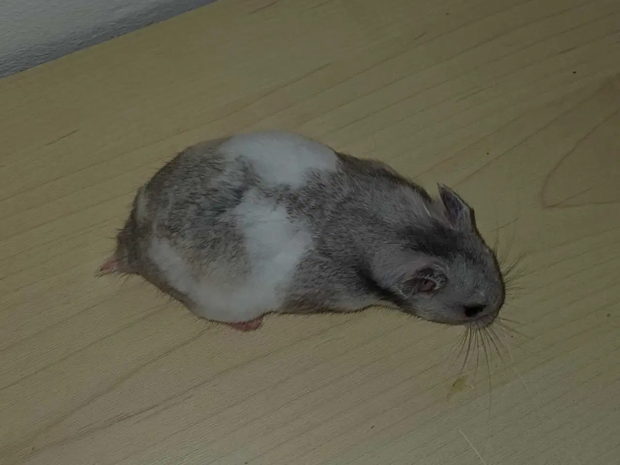 Billede 8 - Guldhamster unger 