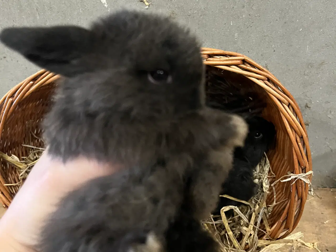 Billede 13 - 5 minilop unger klar 01/11-25