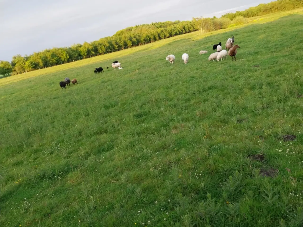 Billede 6 - Lam til salg i 6818