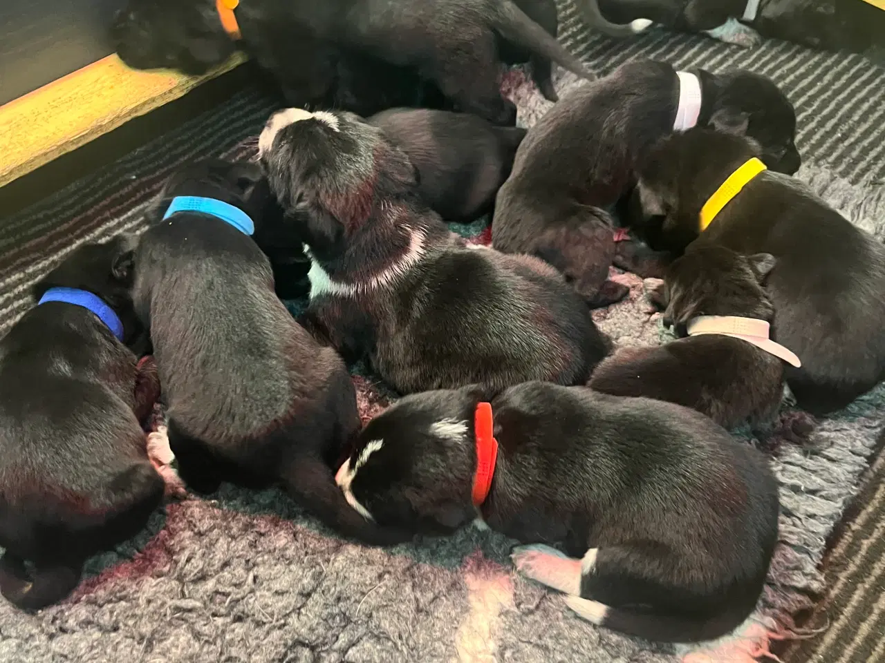 Billede 3 - Rulaber ( Labrador-Ruhåret hønsehund )