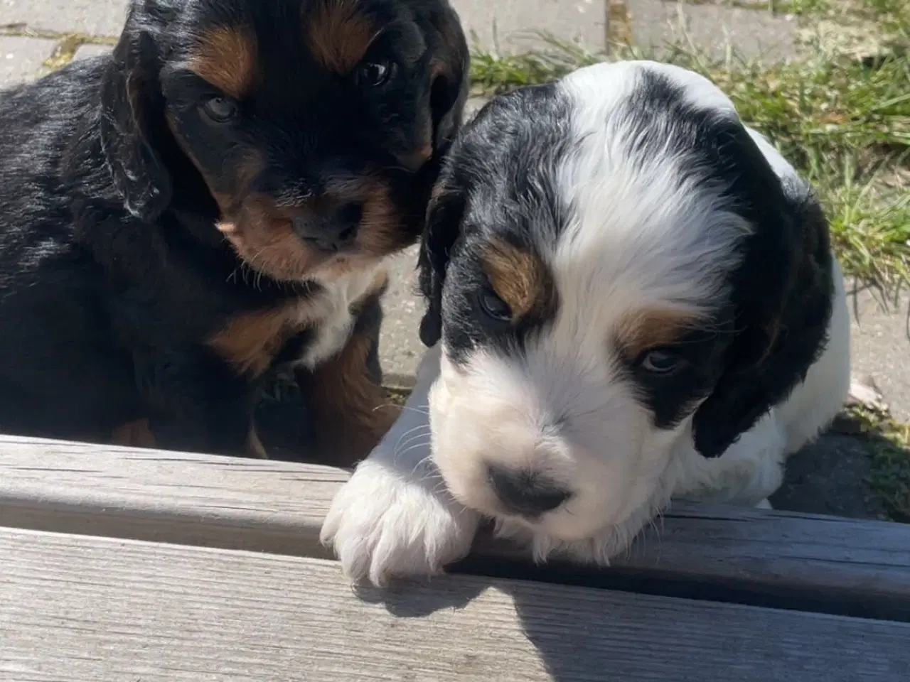 Billede 2 - Cocker Spaniel hvalpe klar til salg 18/5