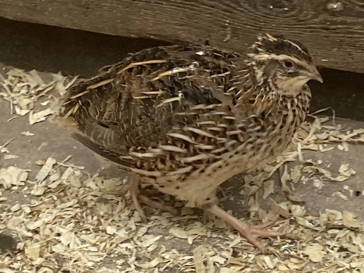 Billede 1 - JUMBO Vagtler KUN 50kr