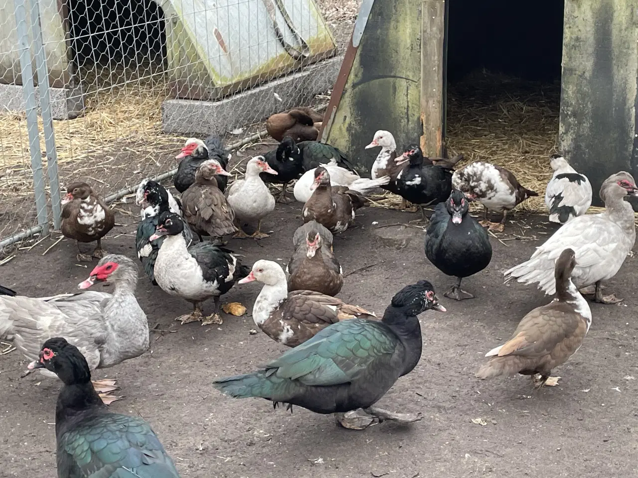 Billede 2 - Moskus ænder og andrikker