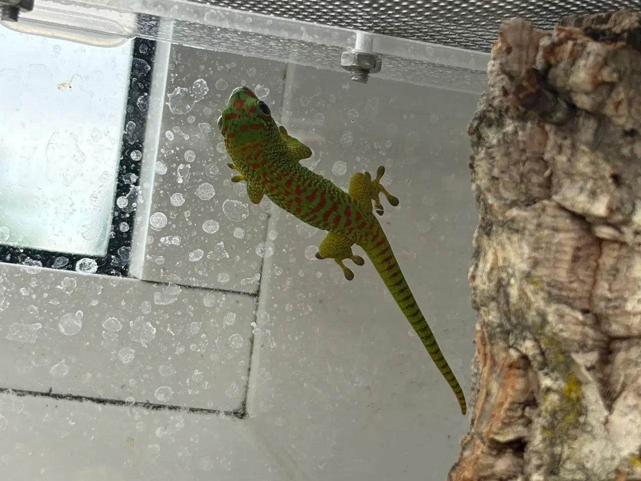 Billede 1 - Phelsuma grandis