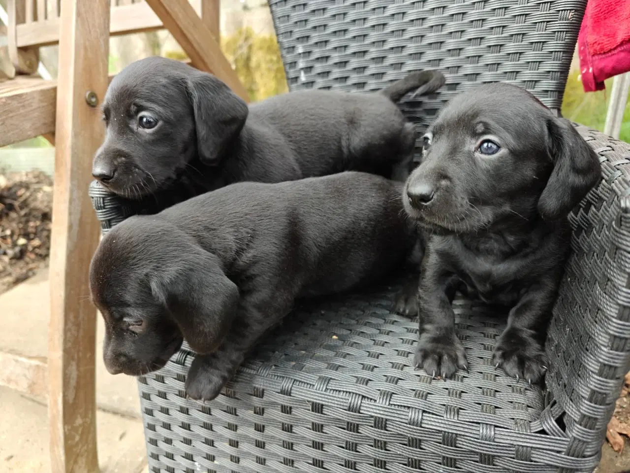Billede 5 -  Standart Gravhunde hvalpe 5 uger