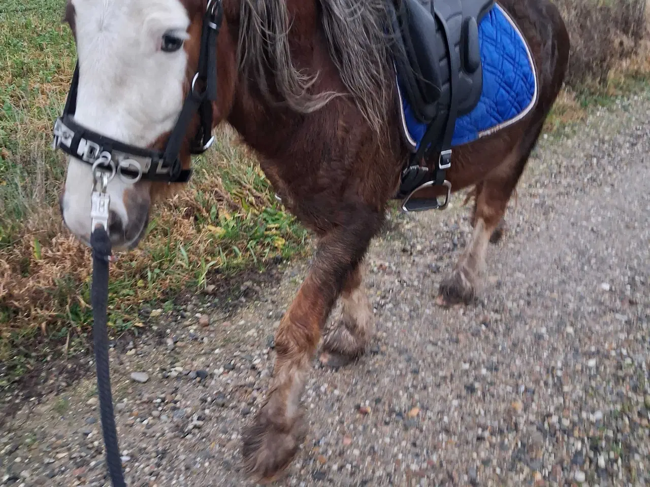 Billede 3 - Super skøn og velgående vallak