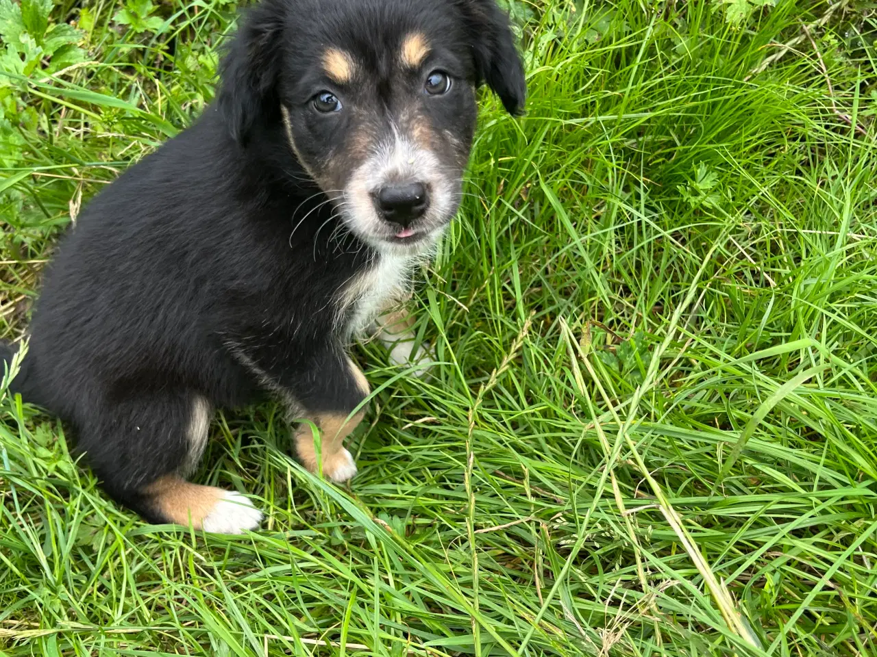 Billede 2 - Border Collie hvalpe