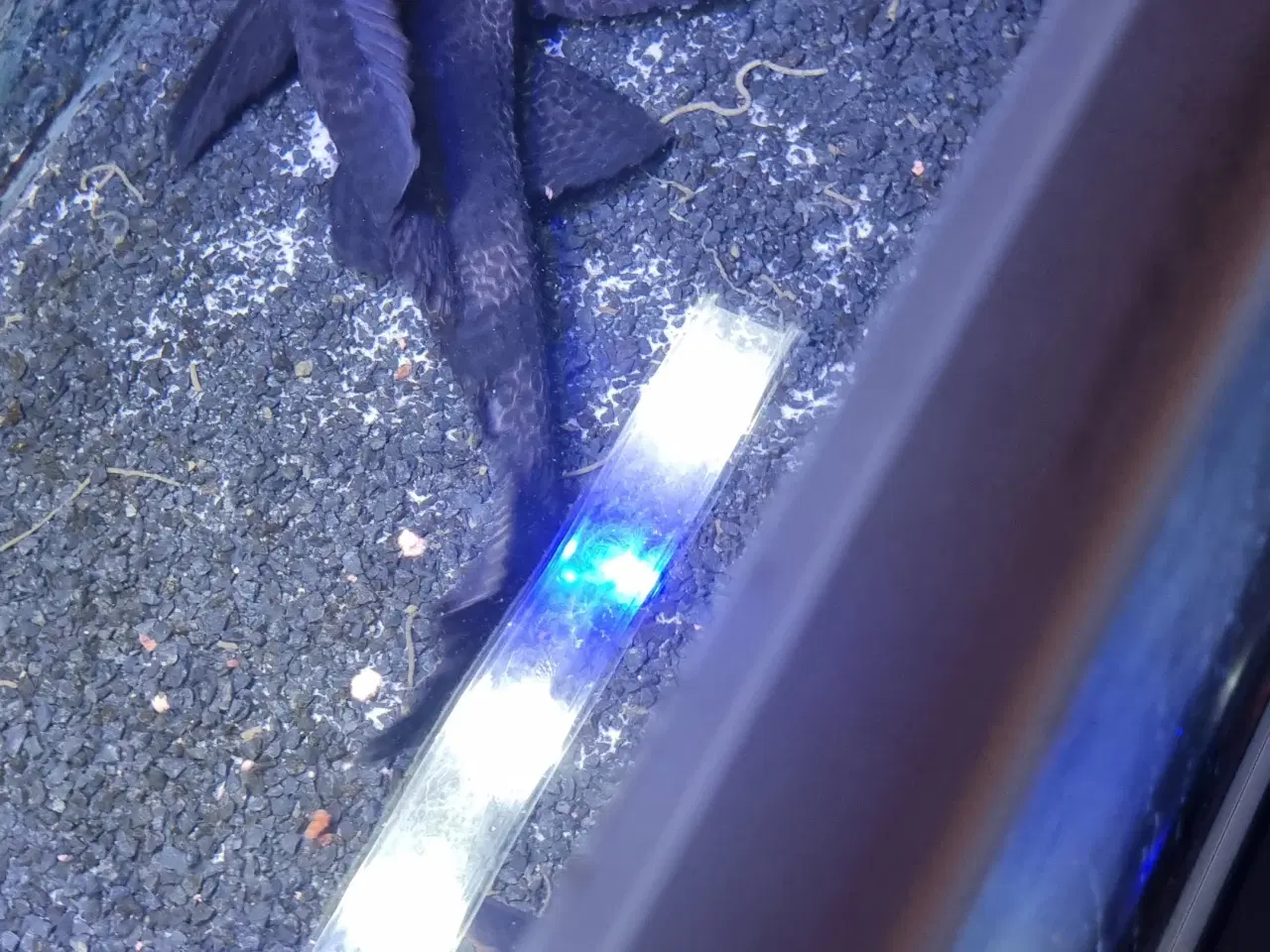 Billede 2 - Storhovedet sugemalle på 50 cm 