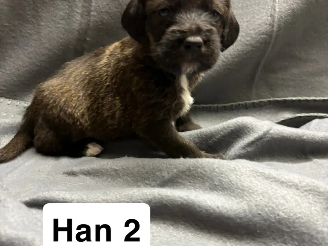 Billede 2 - D/s gårdhund blanding