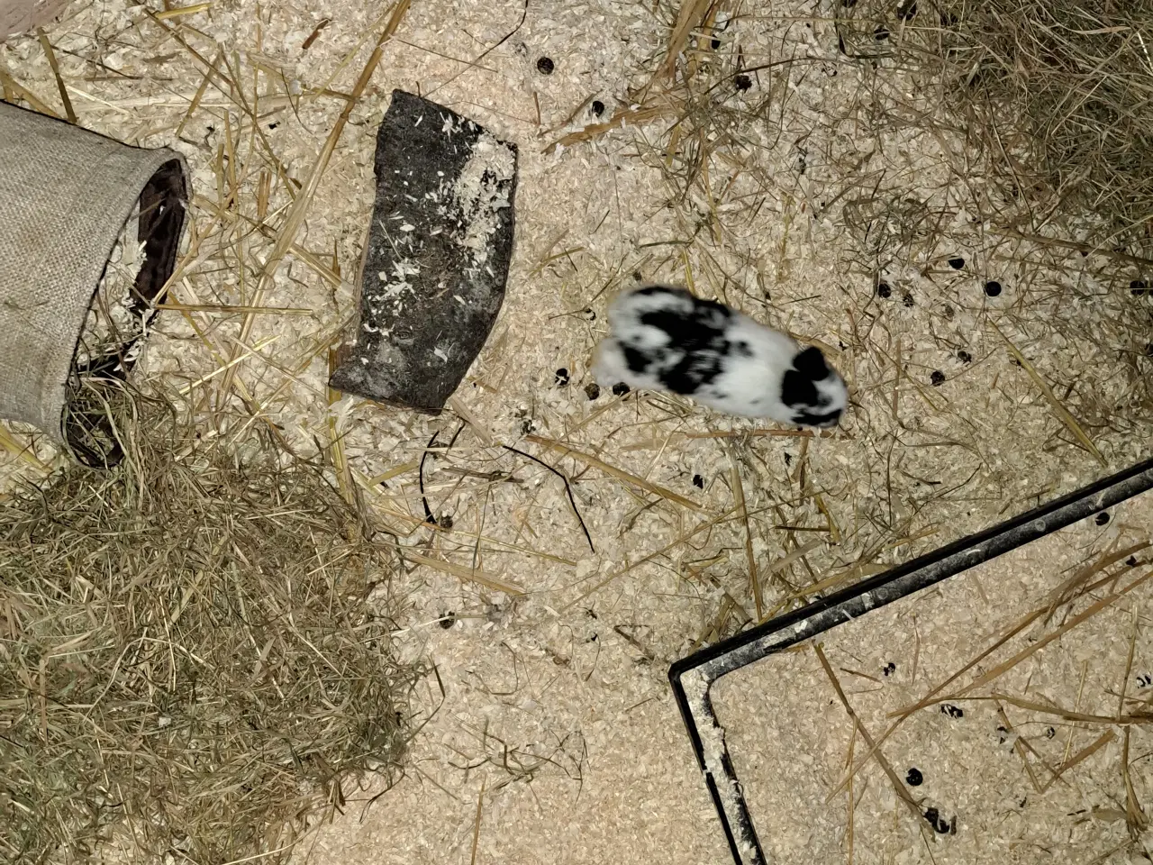 Billede 1 - Kaninunger til kæl eller slagt