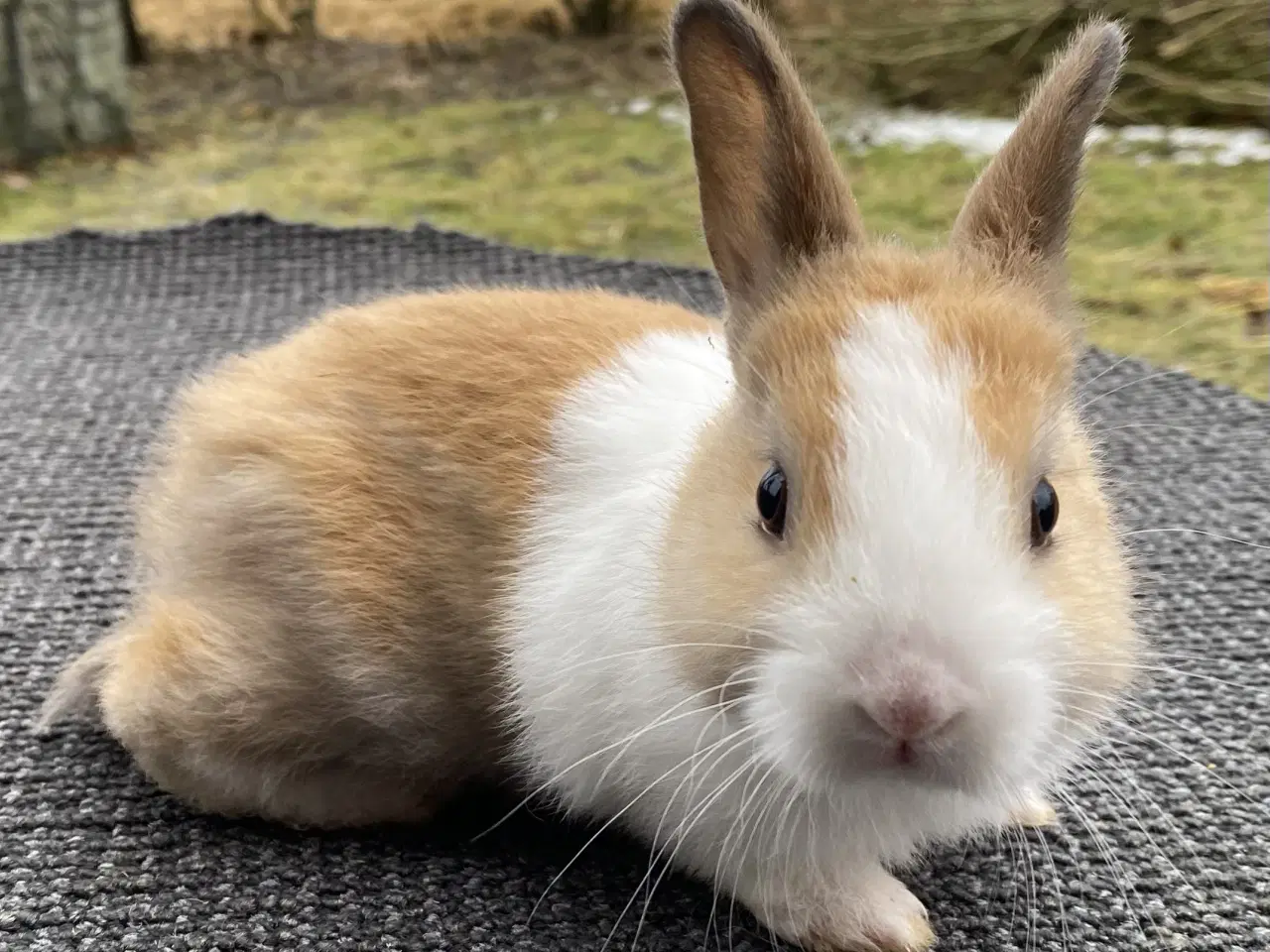 Billede 5 - HOLLÆNDER HUN MADAGASCAR