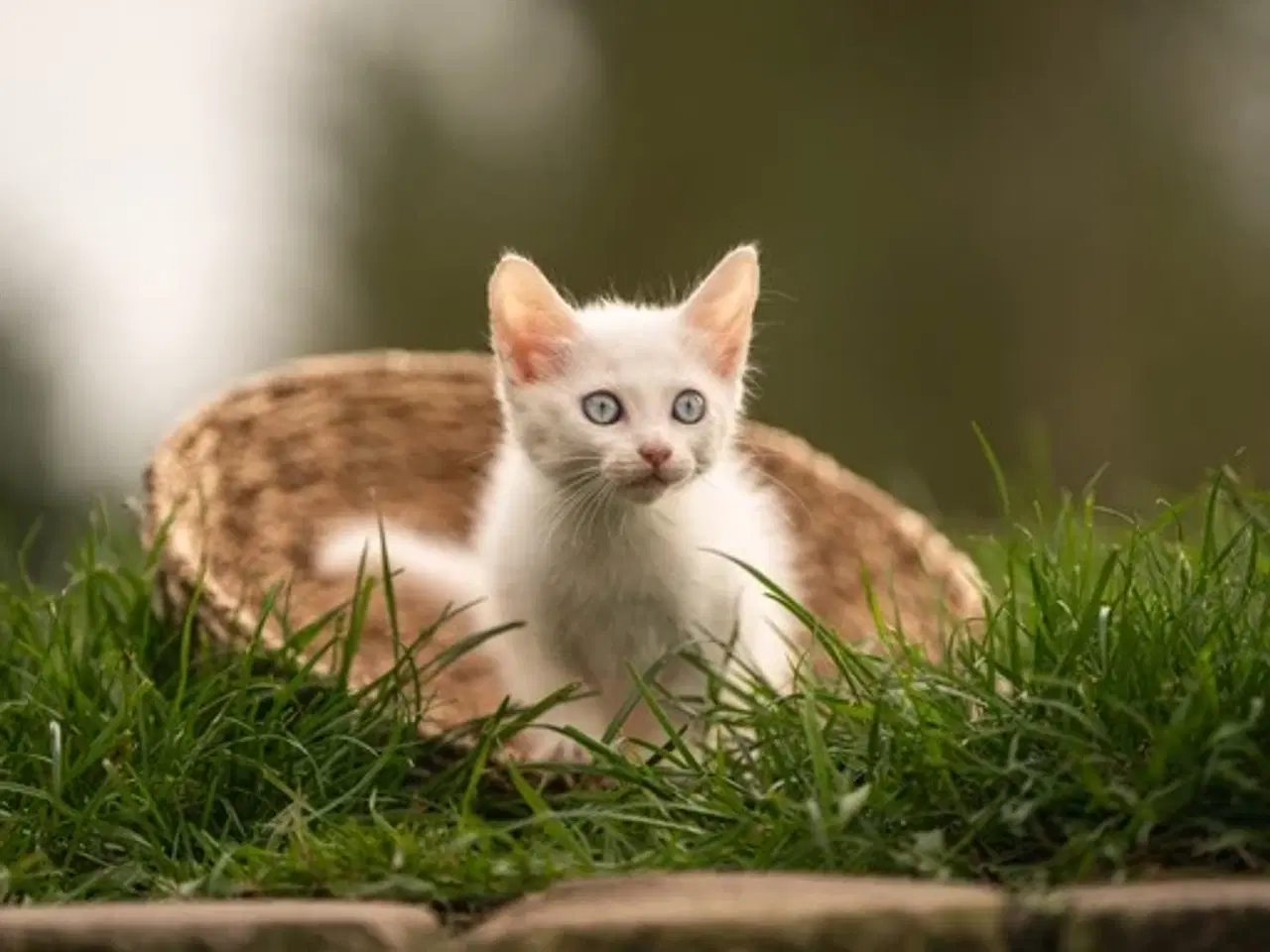 Billede 2 - Maincoon blanding